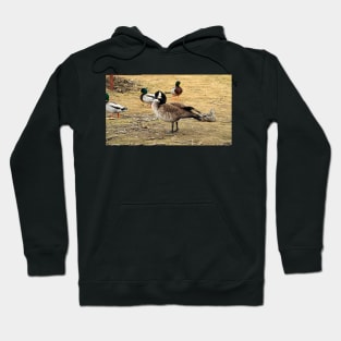 Canada Goose With Mallard Ducks Hoodie